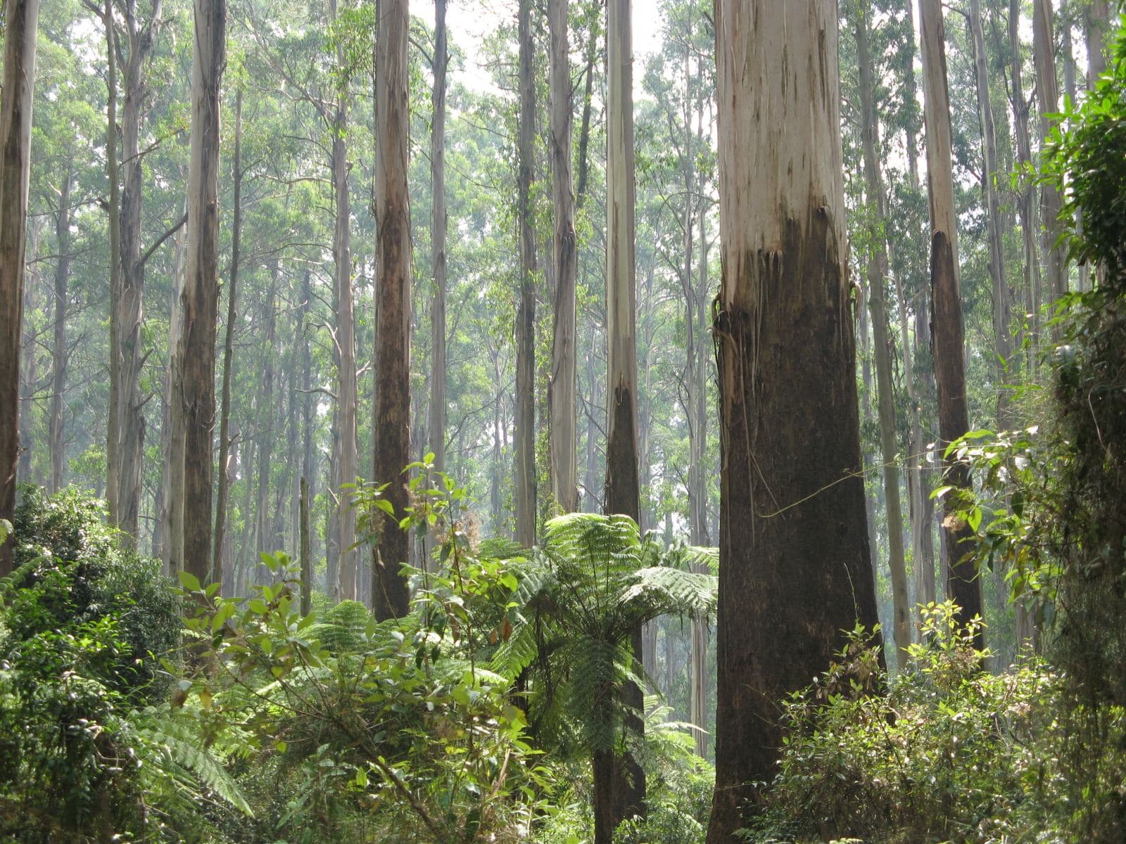 Tall mountain ash trunks rising out of tree ferns in Sherbrooke Forest